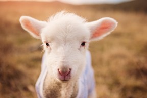 华体会-独行侠的变奏与利拉德的持续重音，当节奏博弈遇上个人英雄主义