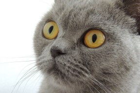 华体会-哈弗茨双重封锁，从曼联梦剧场到F1巴林赛道，他接管了比赛