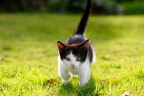 华体会官网-北方极光VS非洲黑星，哈兰德在证明之战中镌刻传奇