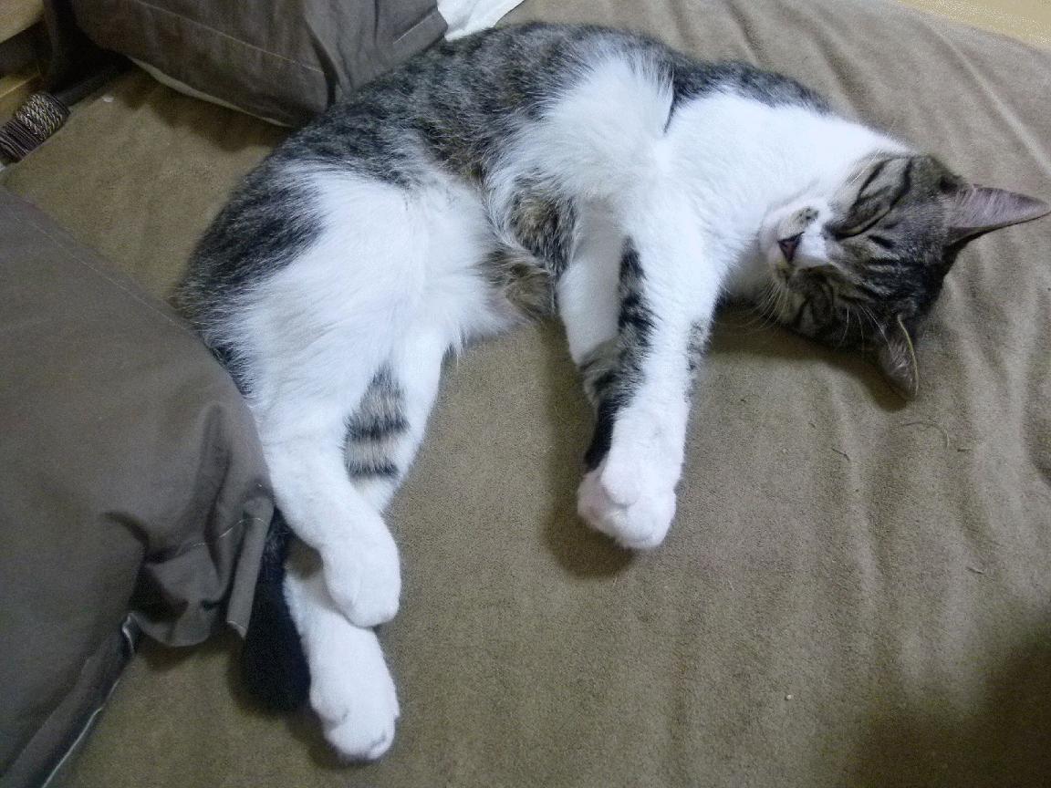 华体会体育-通往巴黎的唯一舱票，范弗利特奥运关键夜的个人圣战  第2张